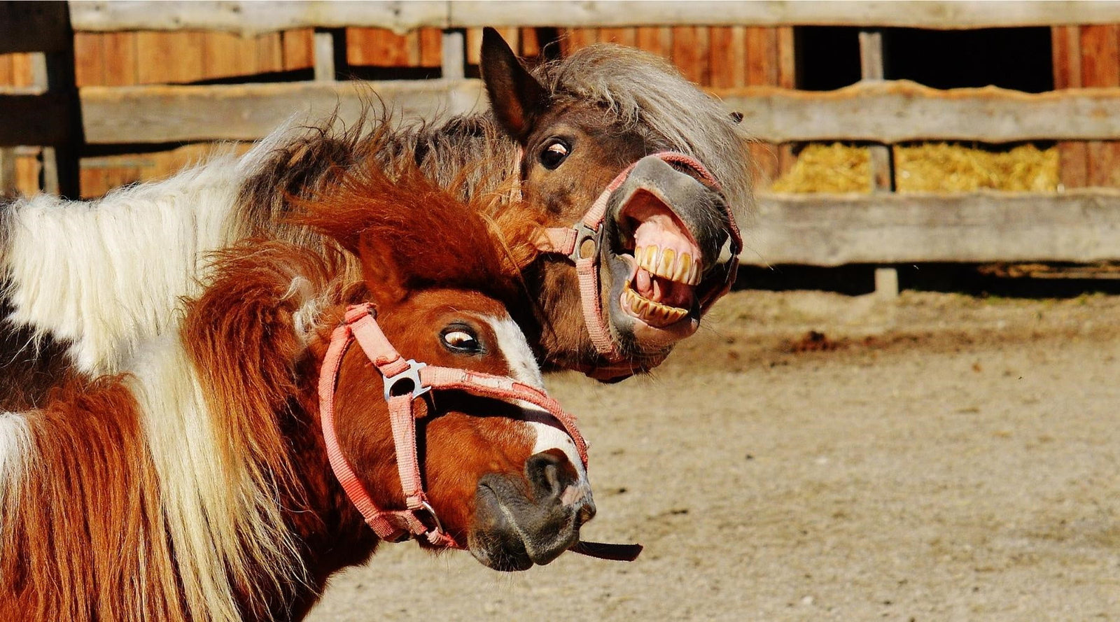 Natural Calming Remedies for Horses  professionally formulated by Hippo Natural Health