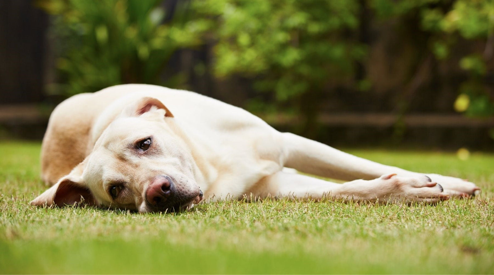 How To Help Animals With Separation Anxiety