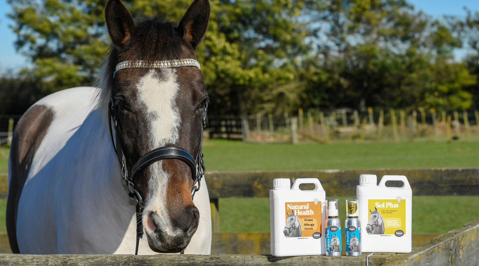 A horse standing in a paddock beside jerry cans and pump bottles of Hippo Health natural remedies for horses.
