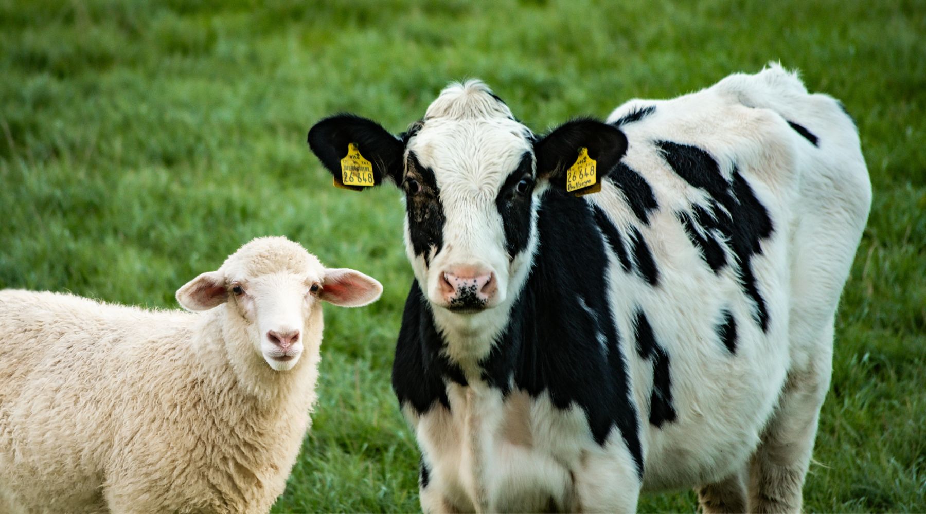 A cow and a sheep in a paddock full of lush grass, which can be at high risk of spores that can cause facial eczema in livestock.