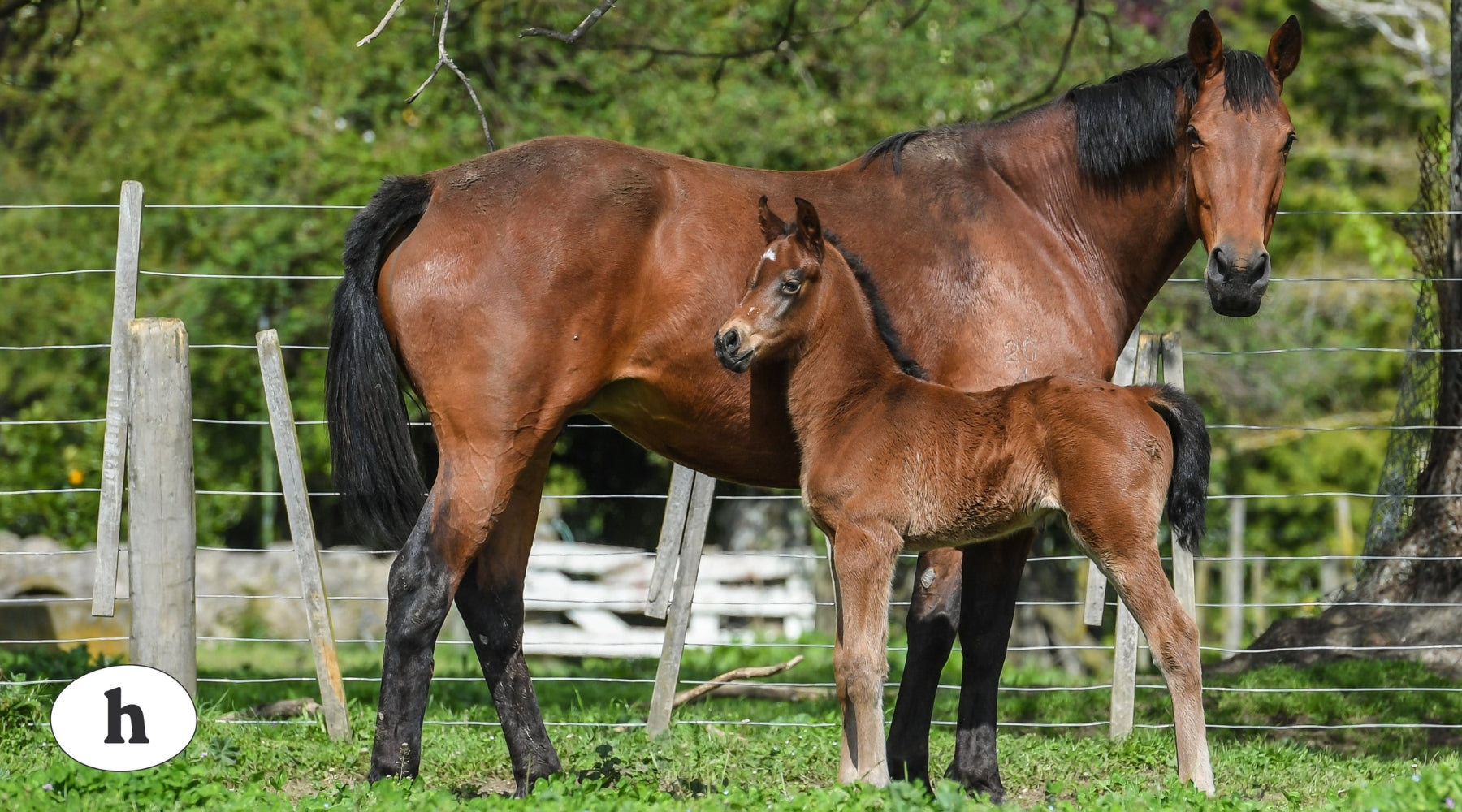 How To Support Your Mare Through Foaling