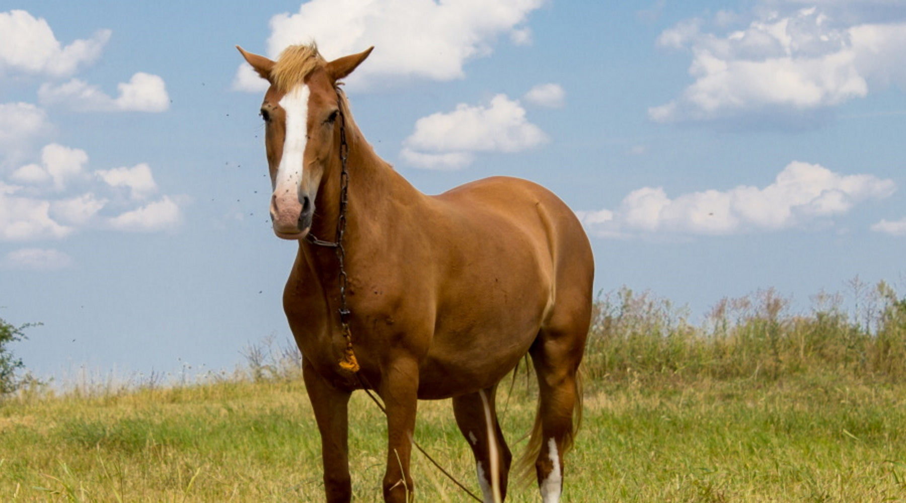 4 Ways to Prepare Your Horse for Summer