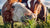Horses prone to laminitis eating fresh grass
