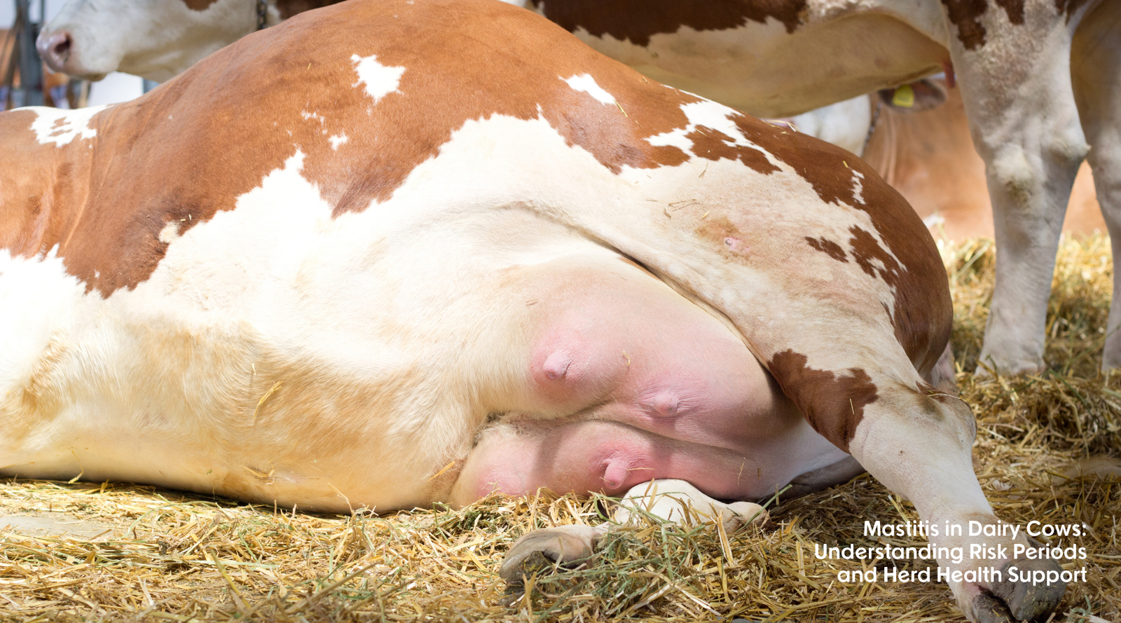 An image of a dairy cow lying on it's side showing inflammation around the teats which could be a symptom of mastitis.