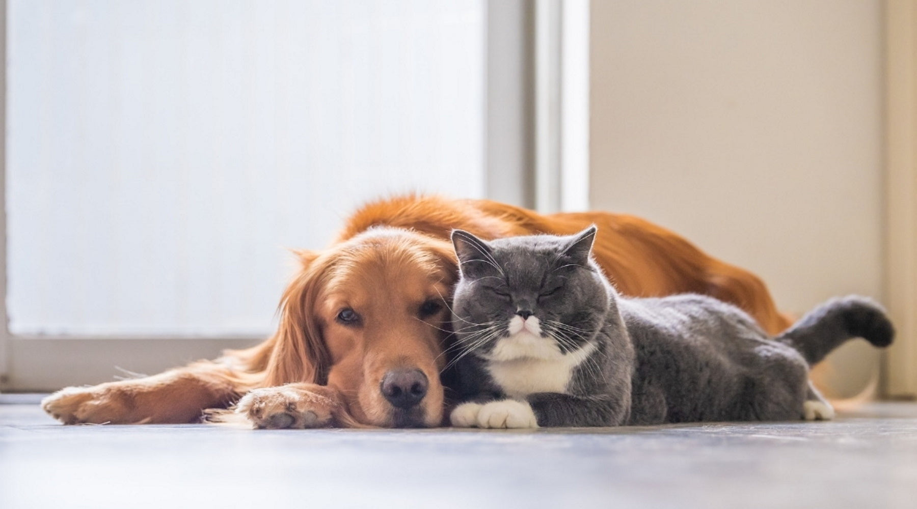 Natural Remedies for Cats & Dogs