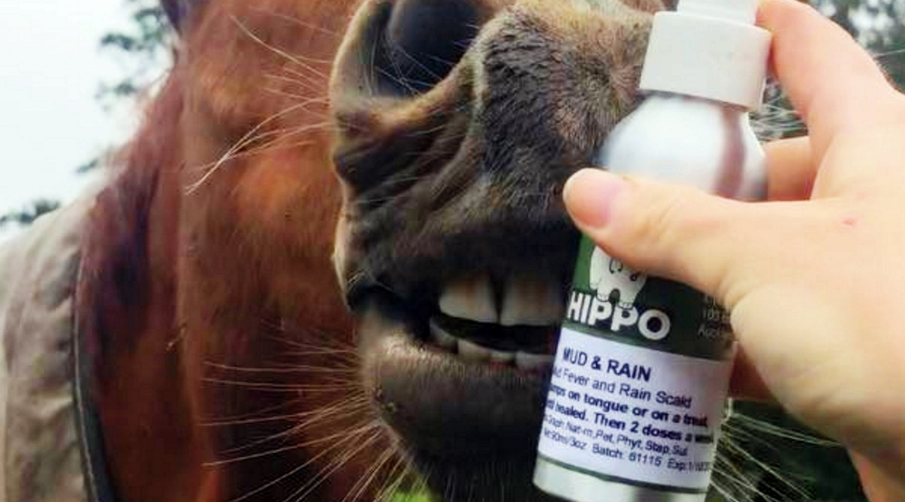How Do Oral Remedies For Horses Work?