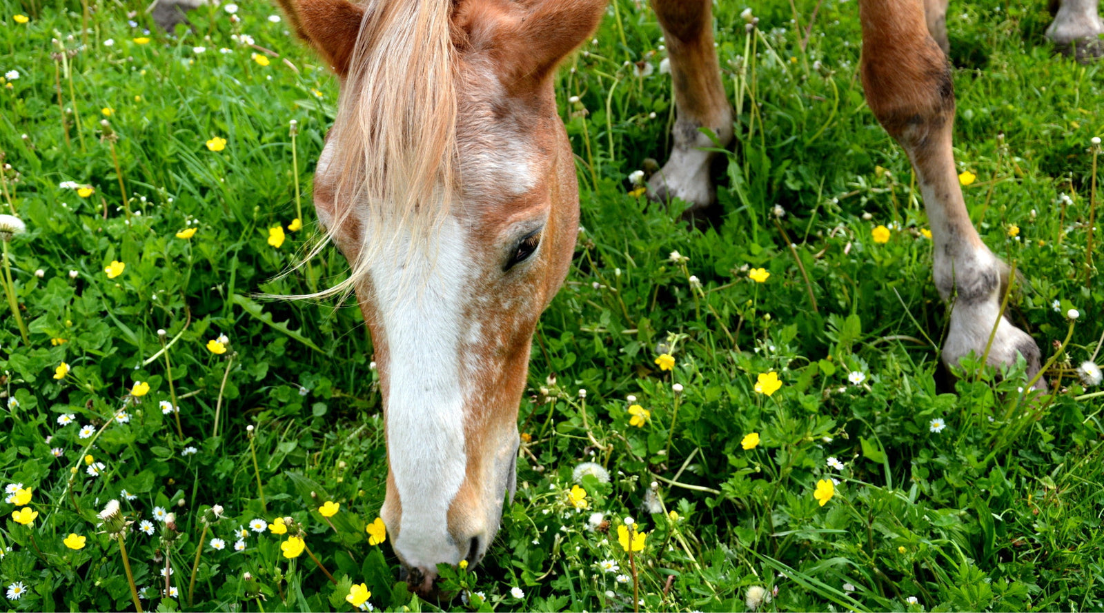 Does my horse have Mud Fever/Greasy Heel or Photosensitivity – or is it sunburn?