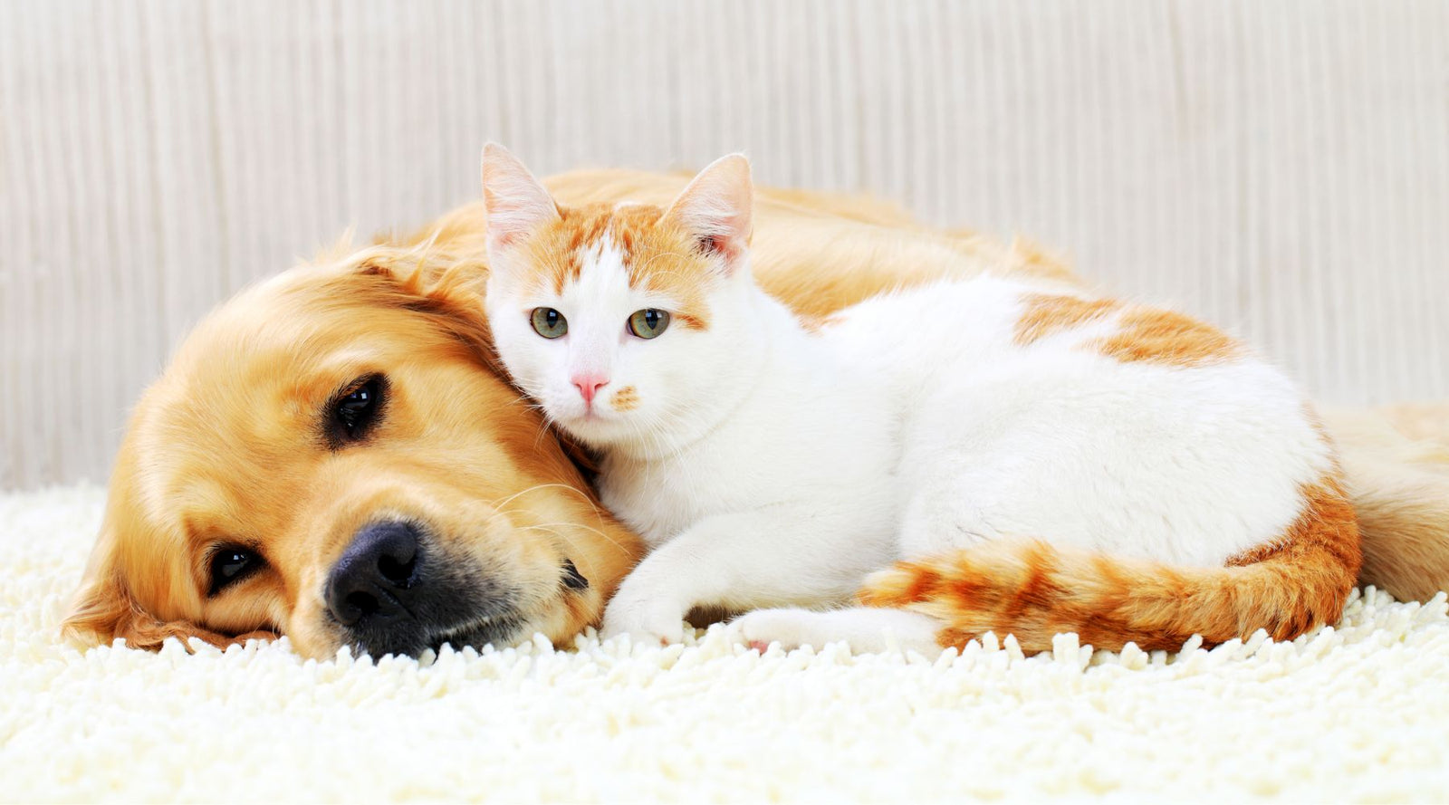A cat and a dog snuggling together illustrating how ringworm can spread easily between animals in an infected household