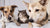Helping senior pets live their best lives