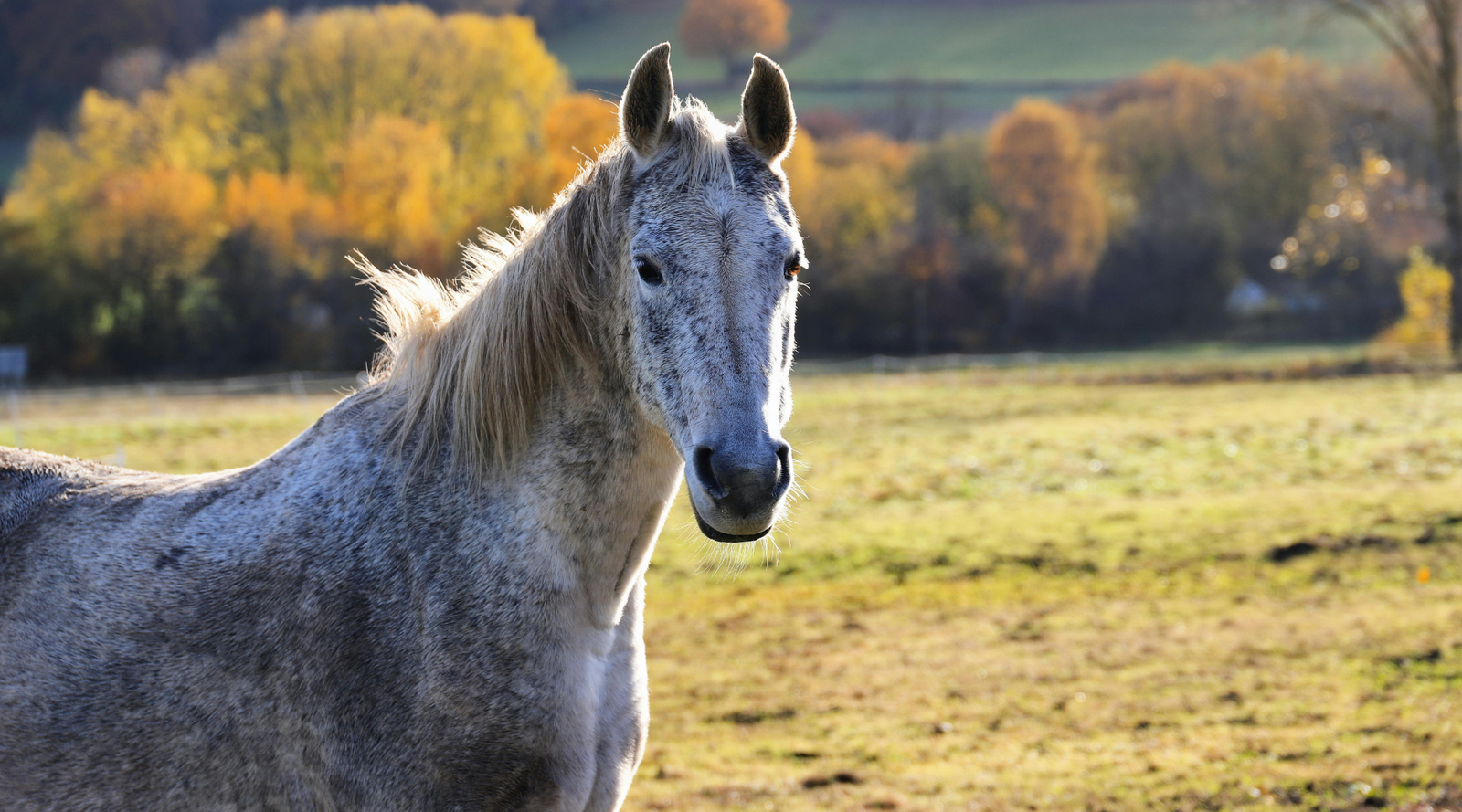 As horses age, it’s common to see gradual changes in mobility, condition, digestion, recovery and overall resilience.