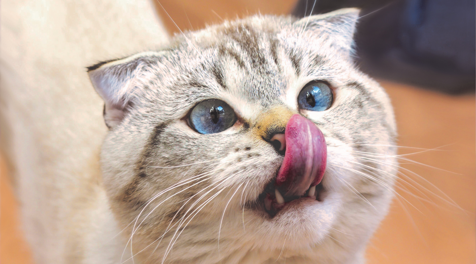 Sneezing cat with snuffly, runny nose, licking it's nose.