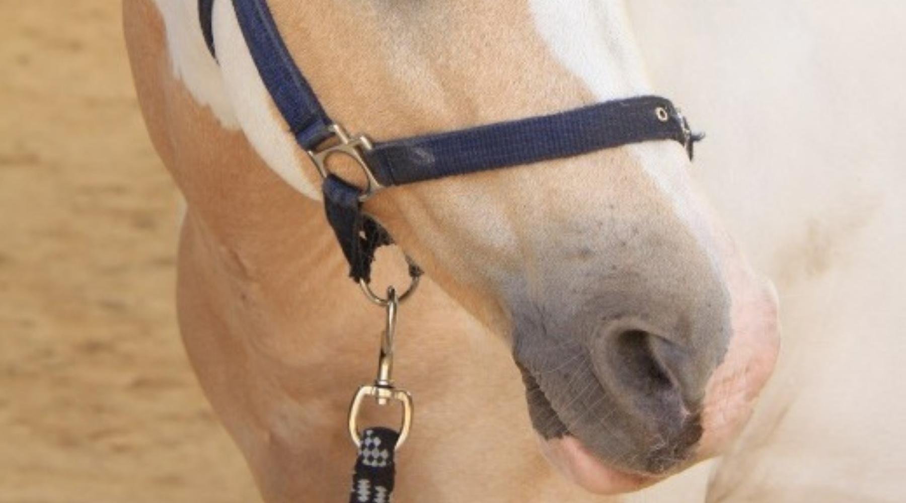 No Mess Sun Care for Pink-Skinned Horses, Dogs & Cats