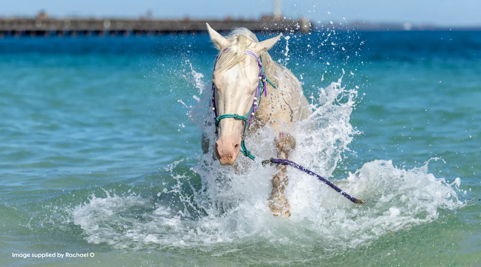 Customer Rachael O finds Sol Plus easy to use in the water trough or on feed and says it’s been a game changer for her cremello stallion Frankie.