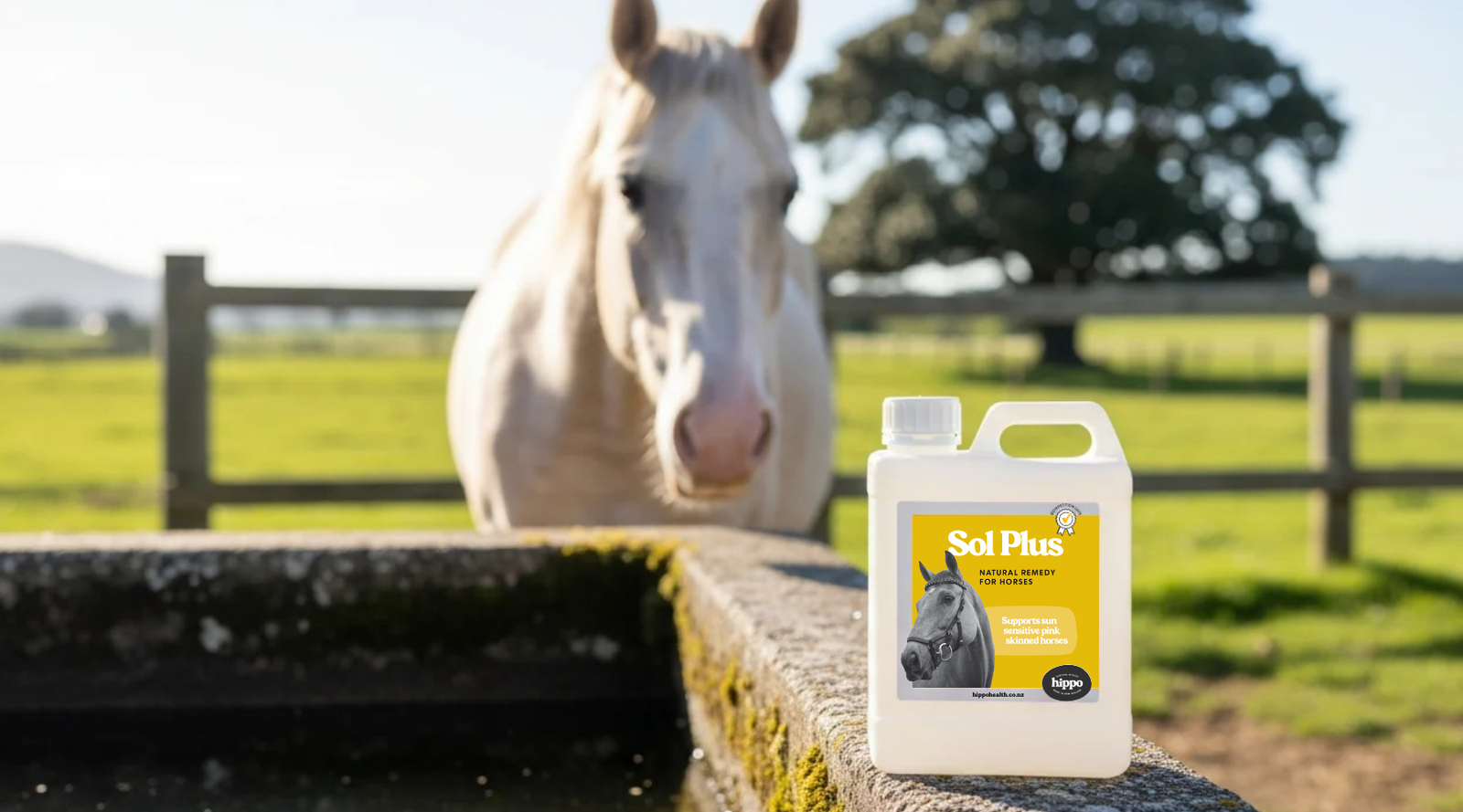 A pink-skinned horse out in the sun standing by a trough with a jerry can of Sol Plus Equine sitting beside it