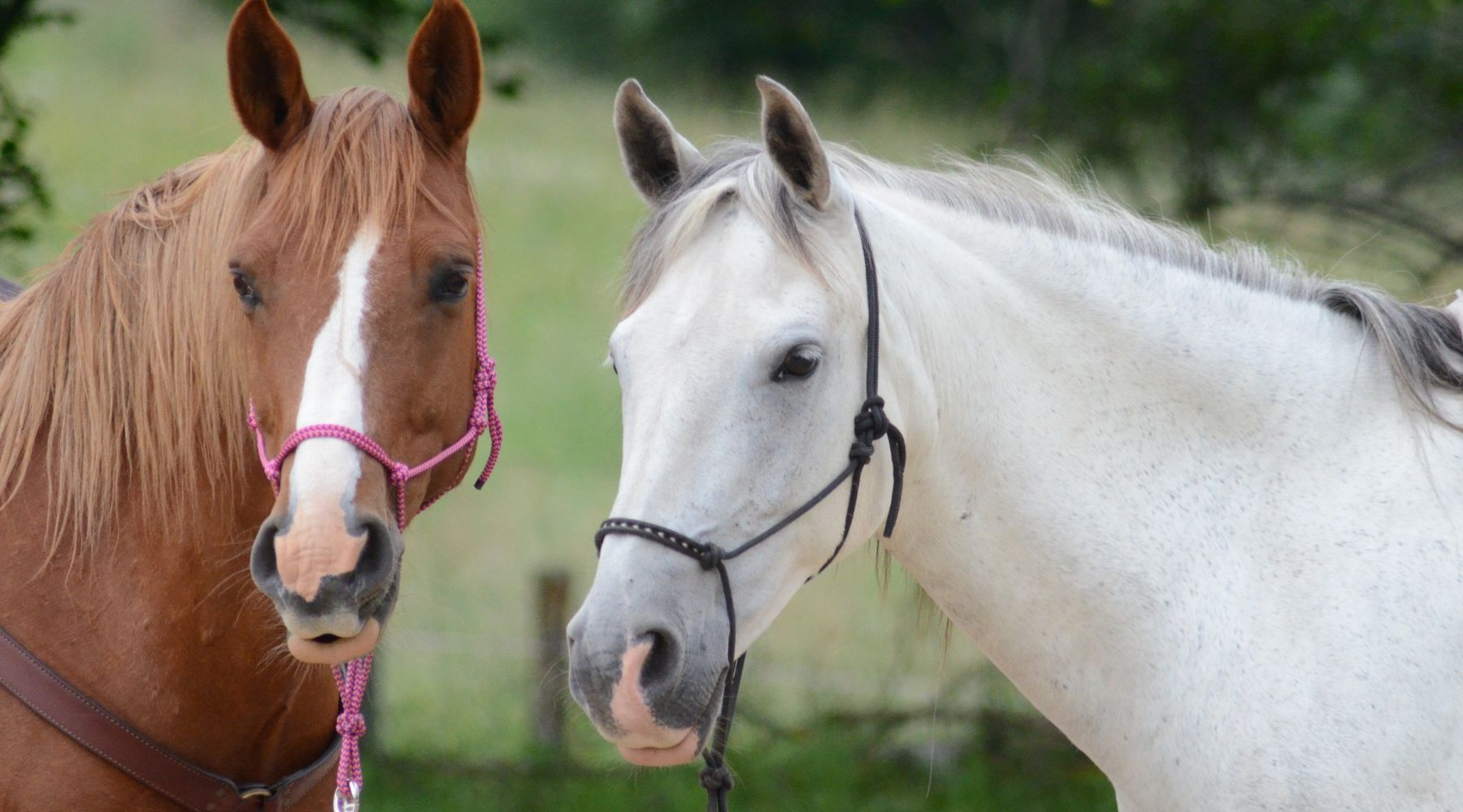 Sunburn Management for horses using our natural sol plus remedy