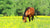 Spring grass growth and your horse - 7 conditions to watch out for such as Ryegrass staggers, grass mumps, grass crazies, photosensitivity and more.
