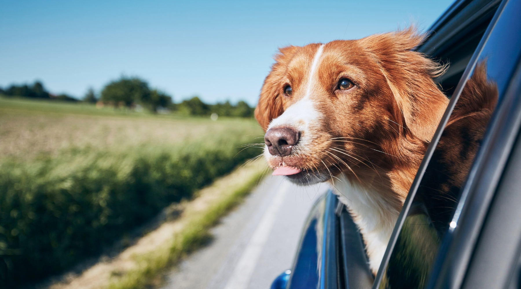 Summer Pet Health: Tips For Sun, Skin and Travel for owners of cats and dogs