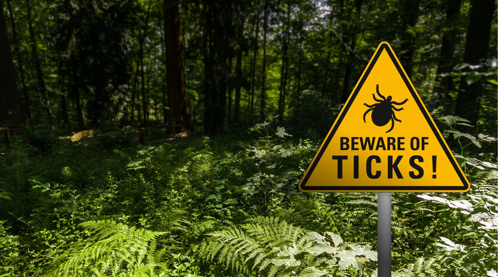 Repel Ticks & Biting Bugs The Natural Way - Hippo Health