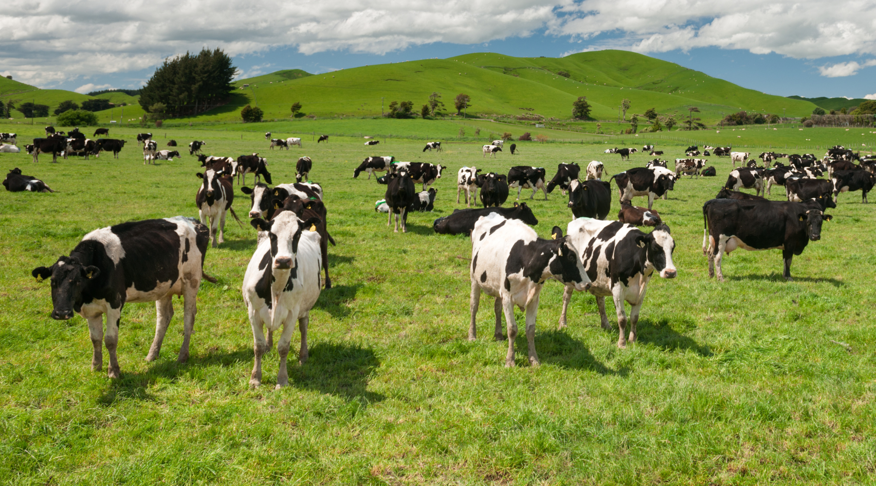 A field with a herd of cattle to the article: How to identify, manage and prevent ticks in livestock