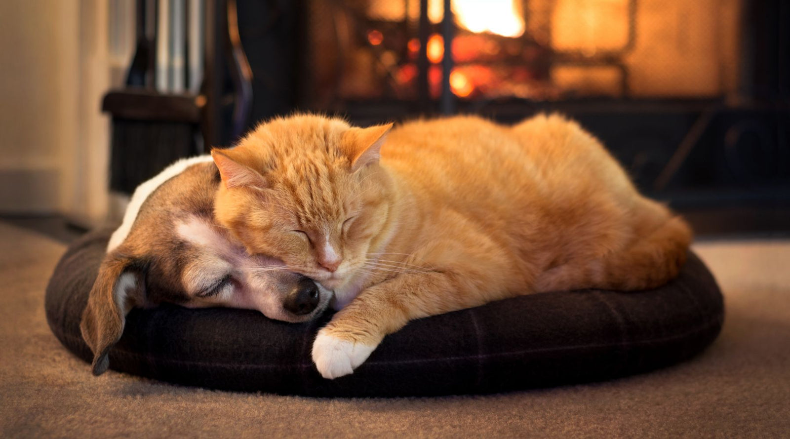 Support your pets through winter with natural care tips and remedies. Learn how to support your cat, dog or small pet over winter with practical advice and products designed to keep your pet thriving in colder weather.
