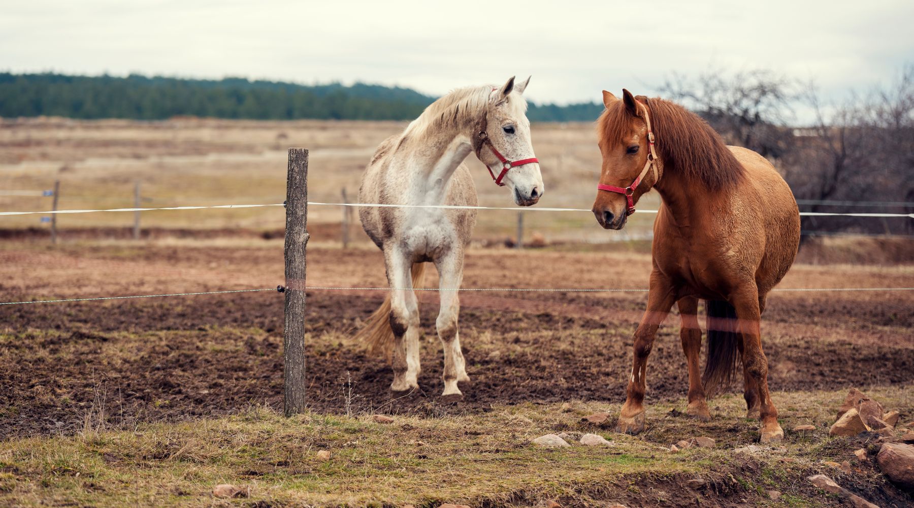 Winter Horse Health: Natural Remedies for Hoof Abscesses and Mud Fever