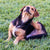 small brown Dog on grass scratching fur depicting Tips For Identifying And Managing Skin Conditions