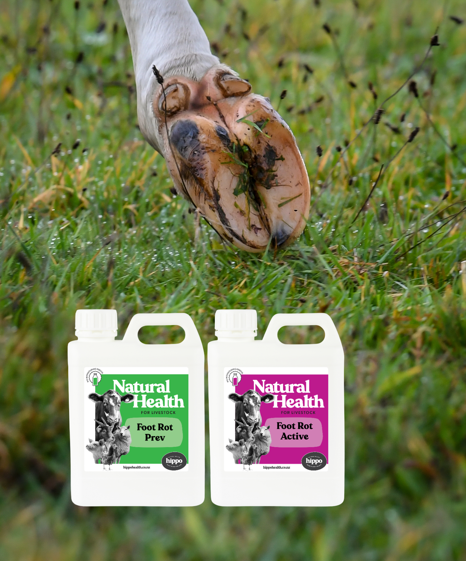 Foot Rot Kit