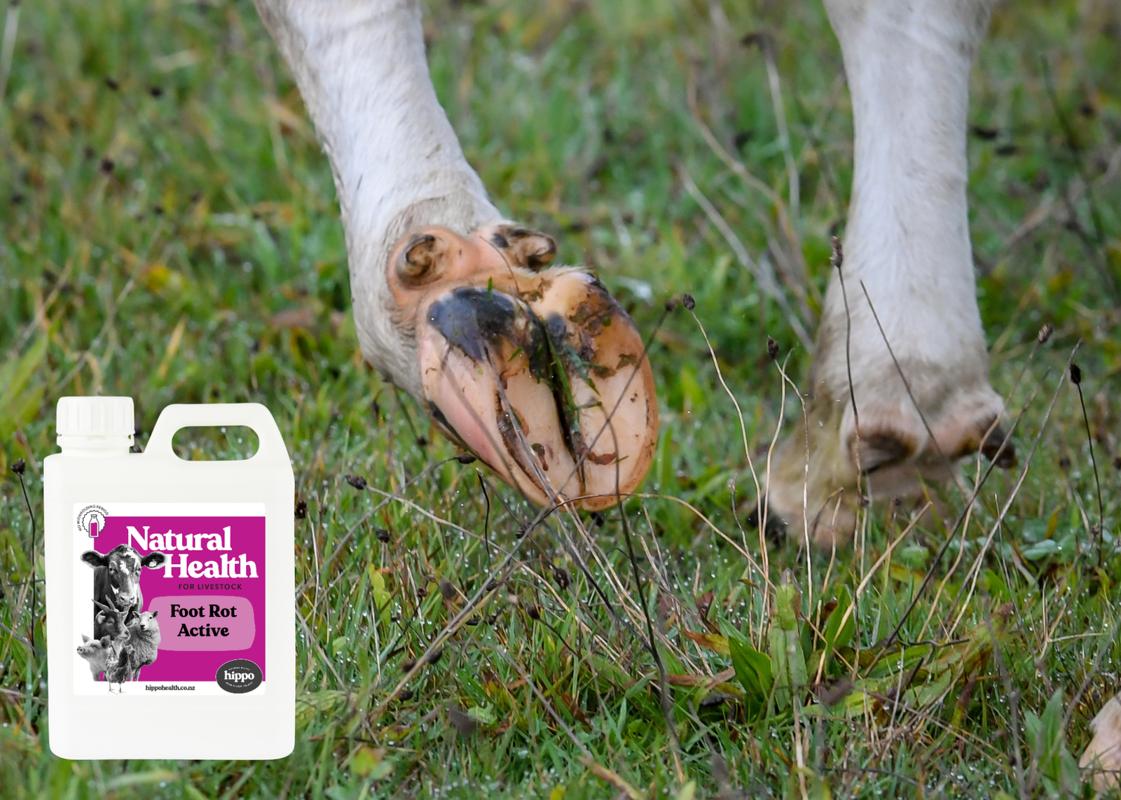 Foot Rot - Active