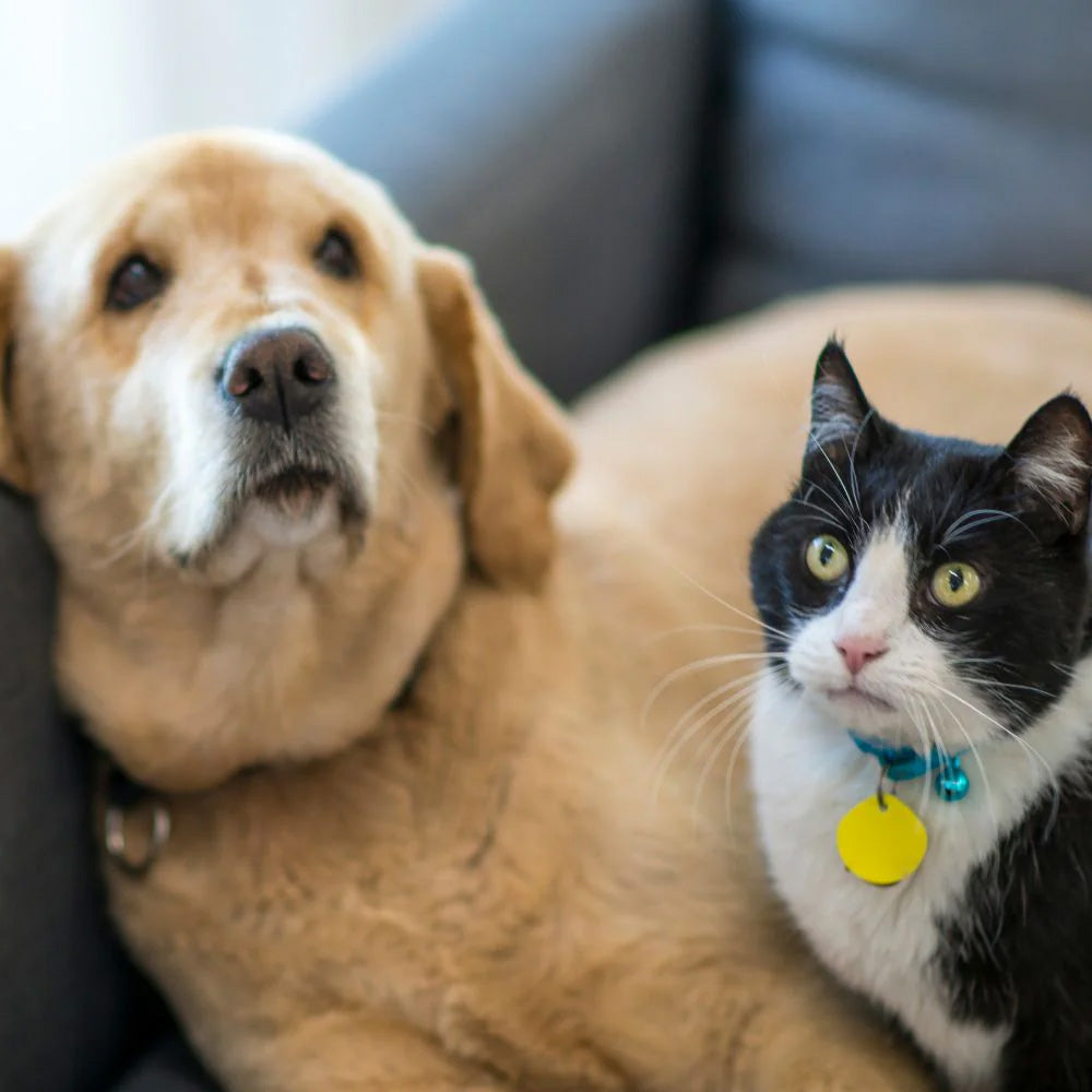 a nervous labrador and anxious cat sitting on the couch