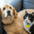 a nervous labrador and anxious cat sitting on the couch