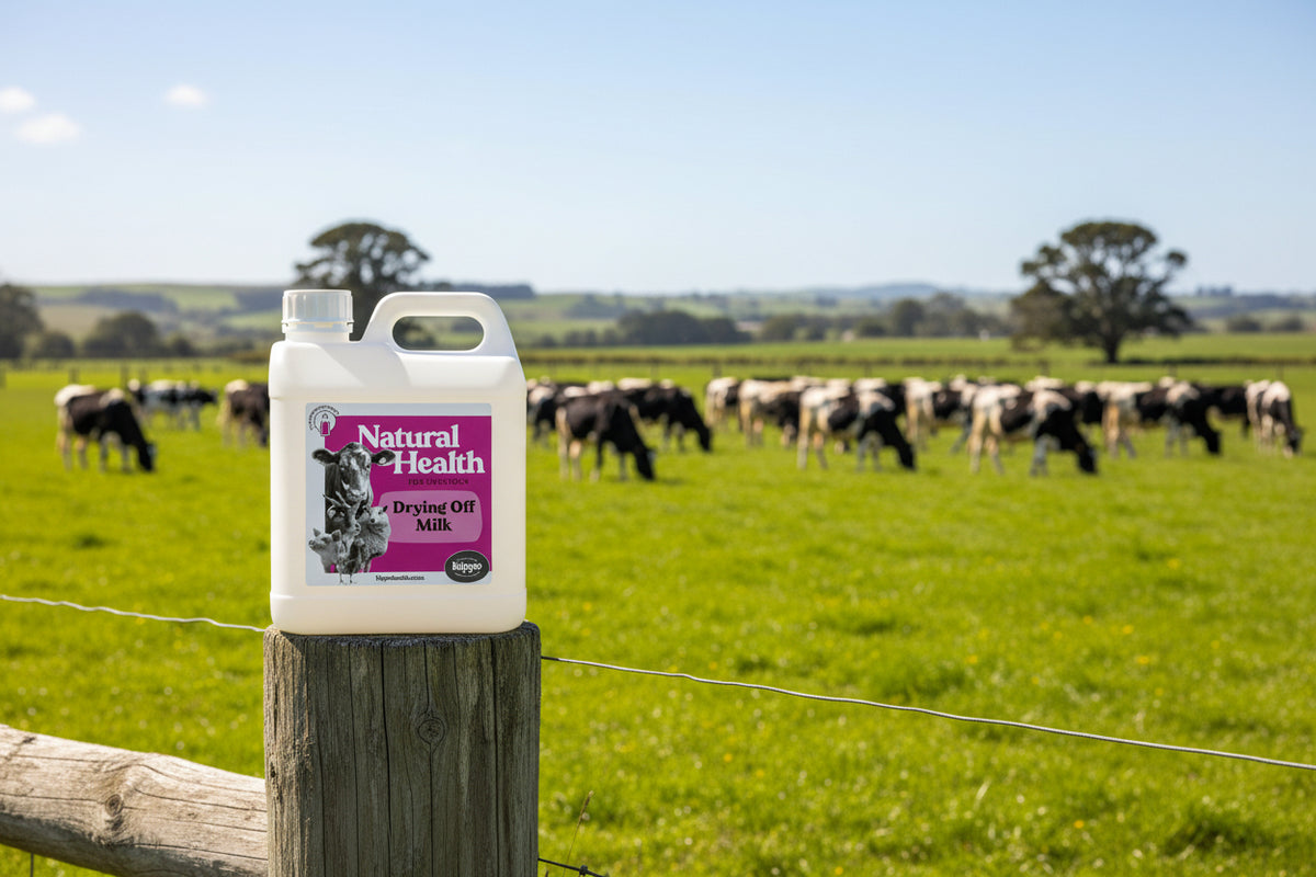 Homeopathic drying off remedy for dairy cows, goats and ewes | Hippo Health