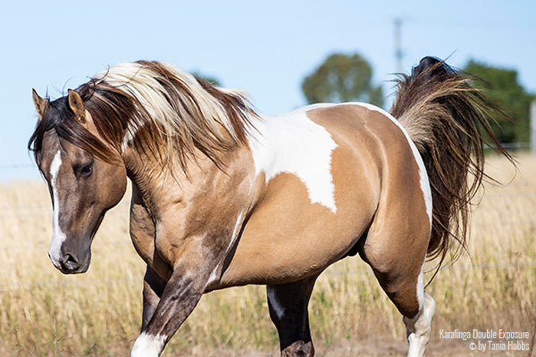 New Horse Remedies - Natural Health for Horses, Mares & Foals