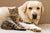 Natural Health and homeopathic remedies for cats, dogs and other pets