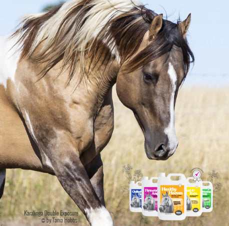 Natural Equestrian Remedies & Horse Health