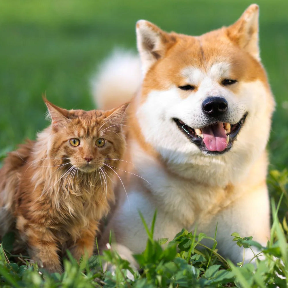 A dog and a cat sitting in the grass - naturally flea and tick free