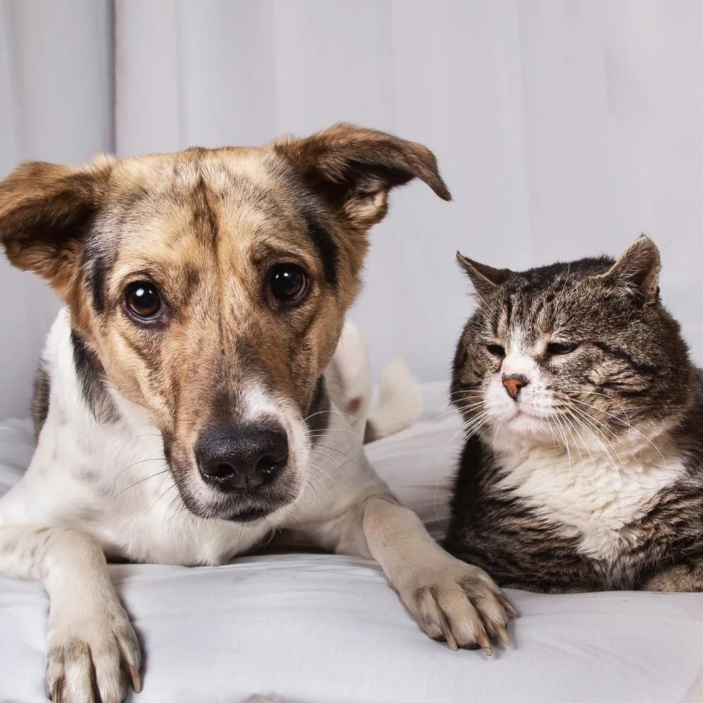 Senior cat and dog on couch: Helping Senior Pets Live Their Best Lives