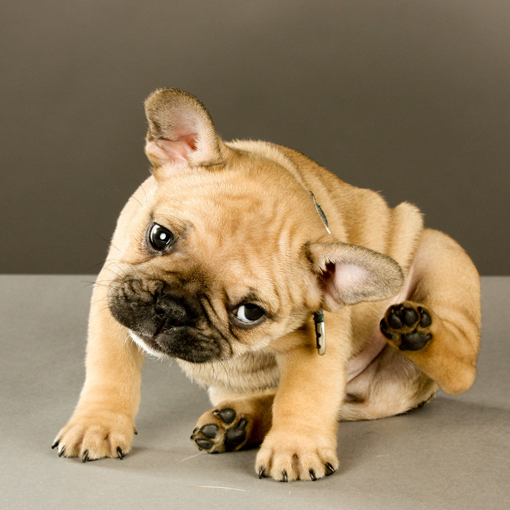 BioPet Skin for Pets | Hippo Health