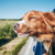 BioPet Travel Well - remedy for pets