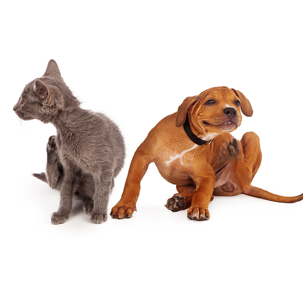 BioPet Fleas & Ticks for Pets | Hippo Health