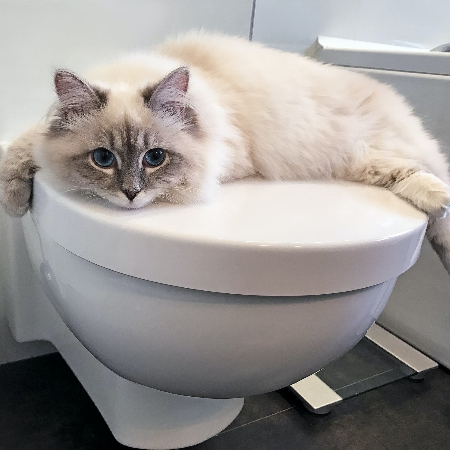 Urinary Crystals - Cats for Pets | Hippo Health