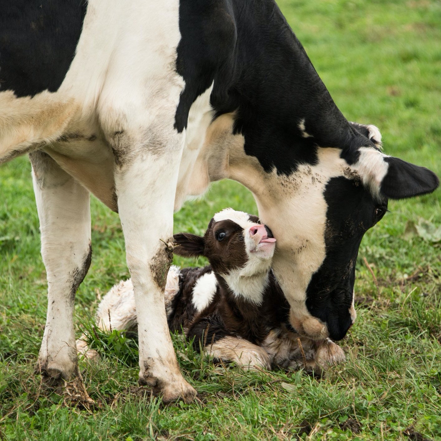 Calving Plus for Livestock | Hippo Health
