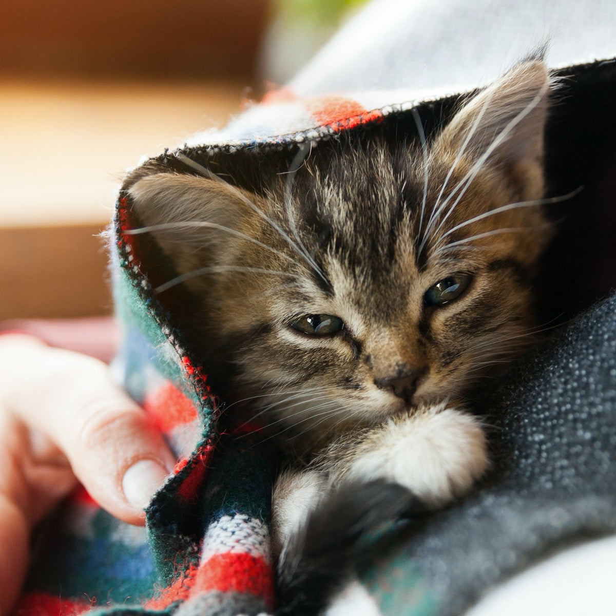 Cat Flu Plus for Pets | Hippo Health