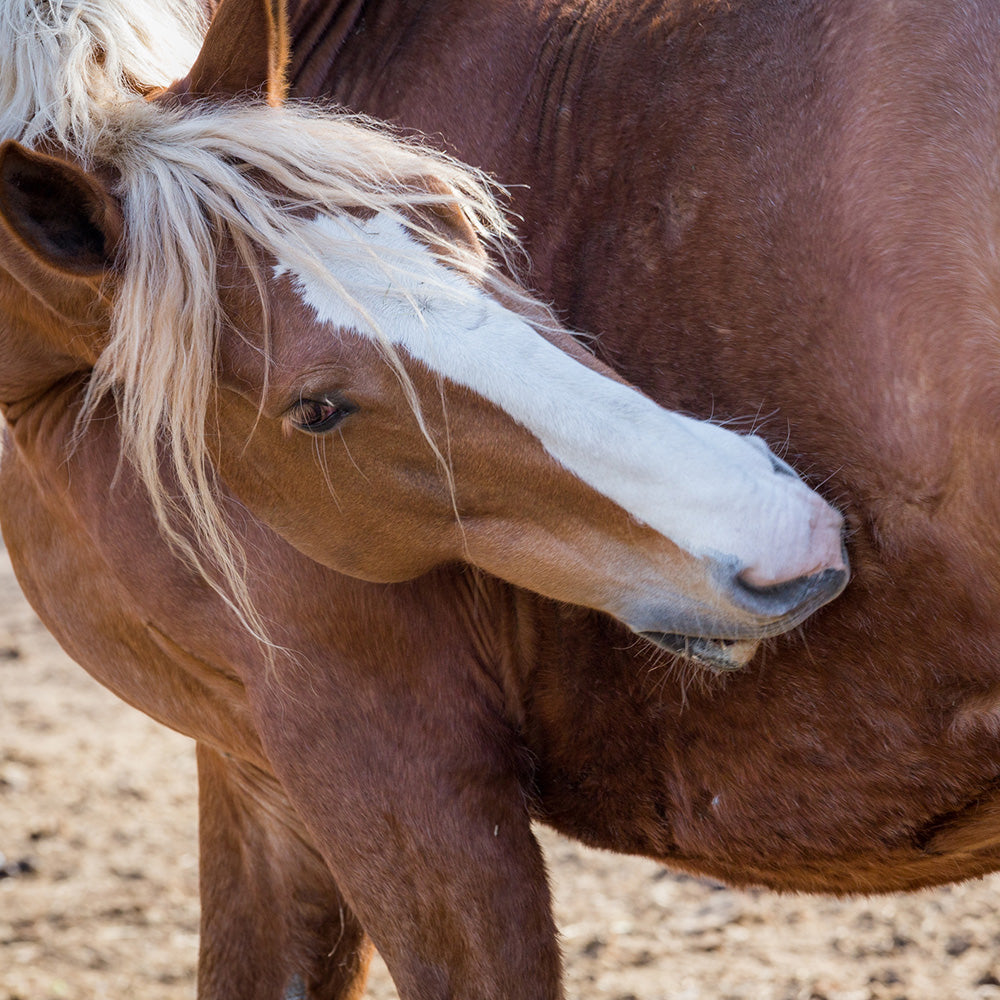 Colic Aid - Equine for Horse | Hippo Health