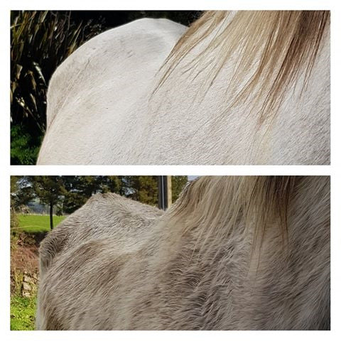 Conditioning Tonic for Horse | Hippo Health