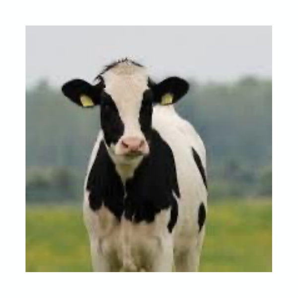 Facial Eczema for Livestock & Cows Hippo Health