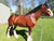 Feather_Mites_Plus_for_Horses | Hippo Health