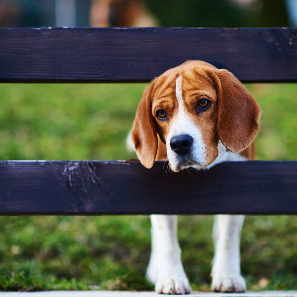 Feeling_Lonely_for_Pets | Hippo Health