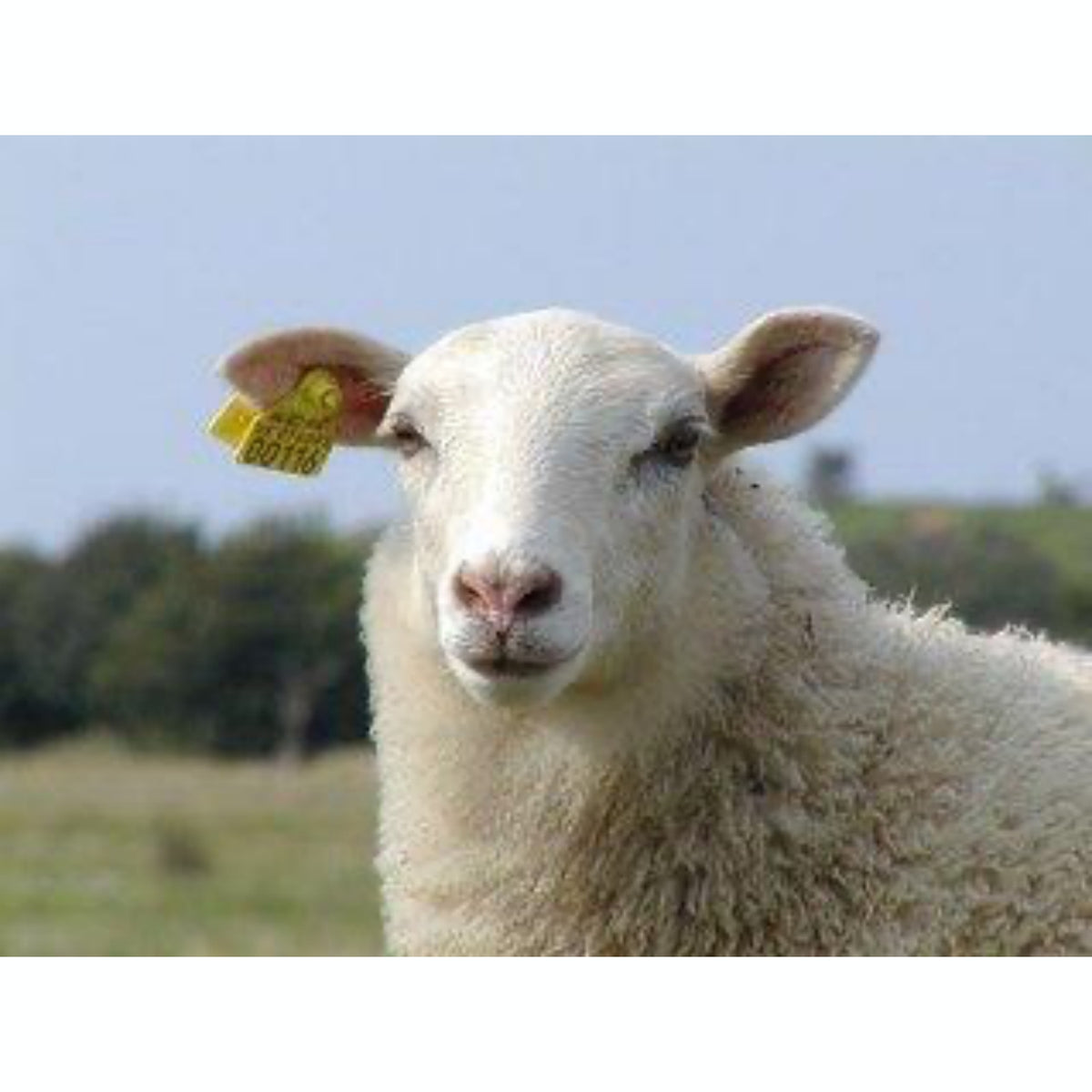 First Aid Plus - Livestock for Livestock | Hippo Health