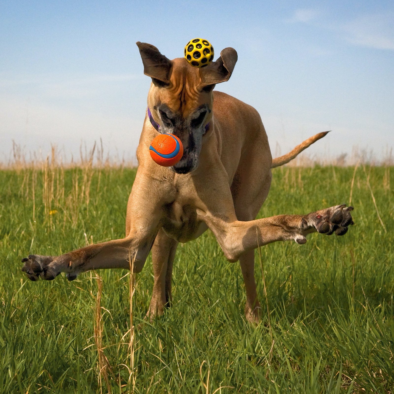 First Aid Plus - Pets for Pets | Hippo Health