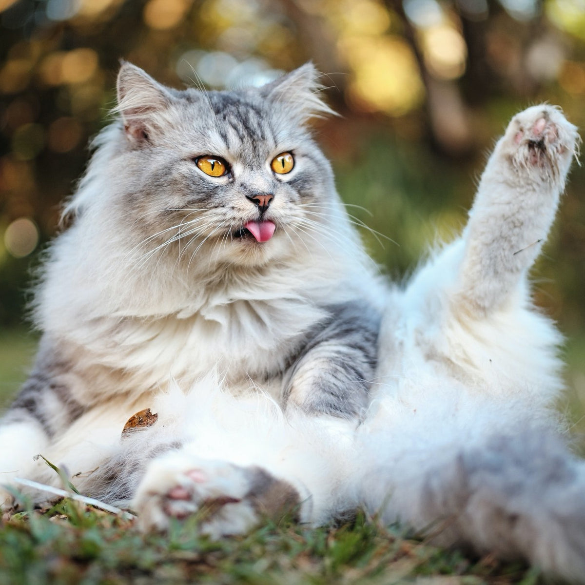 Hairballs / Furballs Plus for Pets | Hippo Health